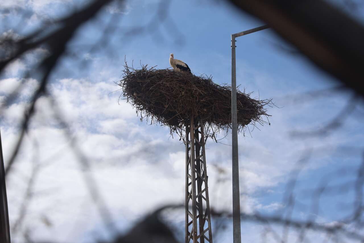 Konya’ya bahar geldi! Leylekler müjdeledi 2